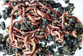 vermicomp1